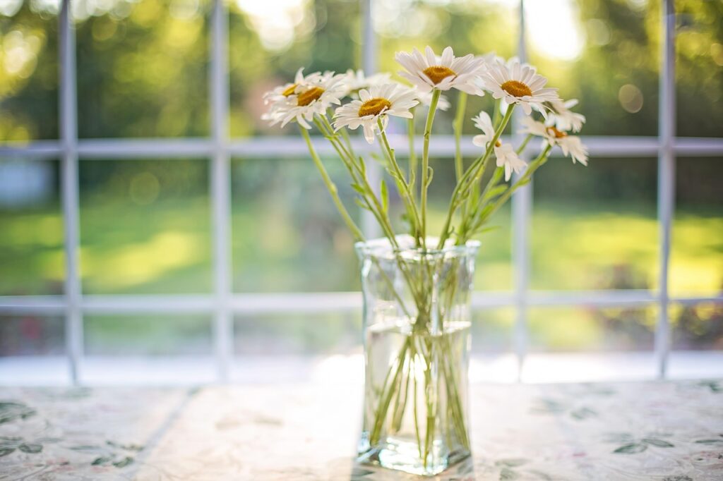 daisies-2485064_1280 (1)